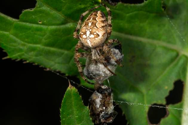  Gartenkreuzspinne (Araneus diadematus) mit eingesponnener Beute, Baden-Württemberg, Deutschland, Europa *** Garden cross spider Araneus diadematus with spun-in prey, Baden Württemberg, Germany, Europe Copyright: imageBROKER/HansxLang ibxhlu07143721.jpg