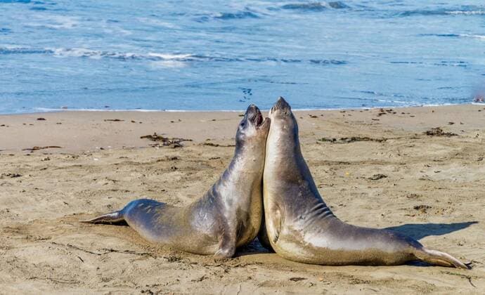  Elephant seals resting on the beach in California, USA, 13.10.2020, Copyright: xandermx Panthermedia27017767