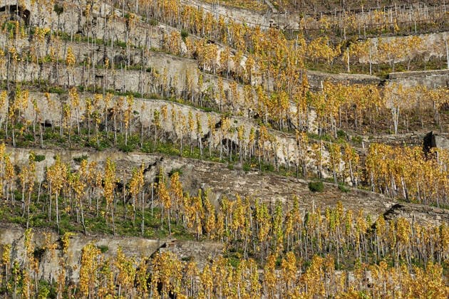 Herbstlich Weinberge an der Terrassenmosel *** Autumn vineyards on the terrace Mosel 1098301732