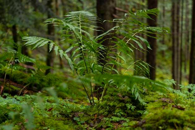 Farn im Wald bei St. Blasien (Landkreis Waldshut) im Hochschwarzwald im Biosphärengebiet Schwarzwald in Baden-Württemberg. Foto: Volker Hohlfeld Farn *** Fern in the forest near St Blasien district Waldshut in the Upper Black Forest in the biosphere area Black Forest in Baden Württemberg Photo Volker Hohlfeld Fern