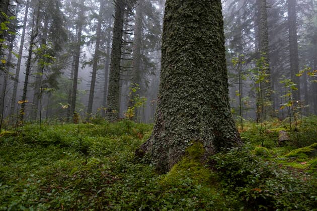 Wald am Schluchsee bei Aha (Landkreis Breisgau-Hochschwarzwald) im Biosphärengebiet Schwarzwald im Hochschwarzwald in Baden-Württemberg. Foto: Volker Hohlfeld Im Hochschwarzwald *** Forest at the Schluchsee near Aha county Breisgau Hochschwarzwald in the biosphere area Black Forest in the Hochschwarzwald in Baden Württemberg Photo Volker Hohlfeld Im Hochschwarzwald