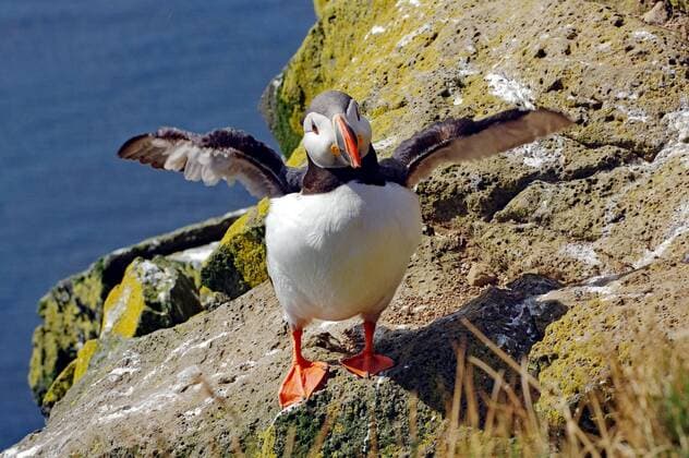 Papageitaucher mit ausgebreiteten Flügeln, Latrabjarg, Westfjorde, Westisland, Island, Europa Copyright: imageBROKER/ReinhardxPantke ibxrpa07149163.jpg