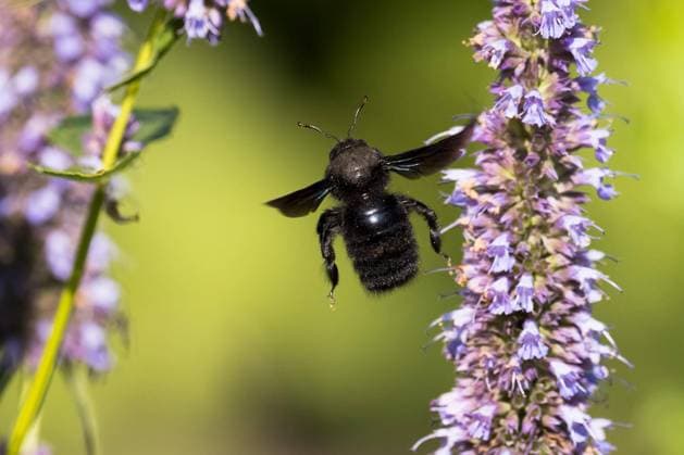 Große Holzbiene (Xylocopa violacea) fliegt Blüte der Duftnessel (Agastache foeniculum) an, Hessen, Deutschland, Europa *** Large wood bee Xylocopa violacea flies to flower of fragrant nettle Agastache foeniculum, Hesse, Germany, Europe Copyright: imageBROKER WilfriedxMartin ibxwma07140498.jpg
