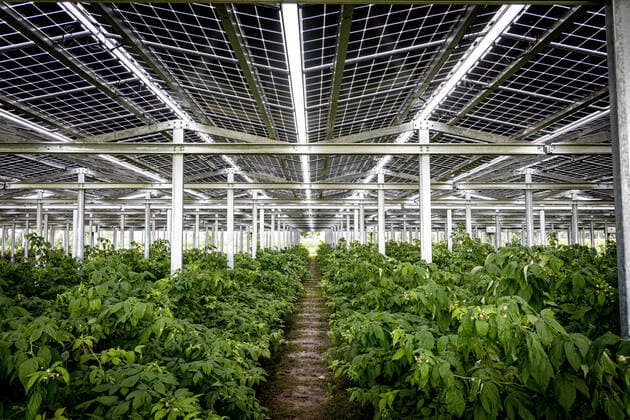 IMAGO Nature: Unsere Erde, Energiequellen, Photovoltaik Agri-Photovoltaik DEU, Deutschland, Nordrhein-Westfalen, Büren, 01.09.2021: Beerenobstplantage in innovativem Gewächshaus. Ziel ist es die Folgen des Klimawandels abfedern, den Ernteertrag steigern und gleichzeitig Strom produzieren. Rund drei Meter über dem Boden sind die Solarmodule angebracht. Die Panels sind lichtdurchlässig, etwa 75 Prozent des Sonnenscheins kommt bei den Pflanzen an. Durch den produzierten Solarstrom könnten rund 150 Einfamilienhäuser versorgt werden. *** Agri Photovoltaik DEU, Germany, North Rhine-Westphalia, Büren, 01 09 2021 Soft fruit plantation in innovative greenhouse The aim is to cushion the effects of climate change, increase crop yields and produce electricity at the same time The solar modules are mou
