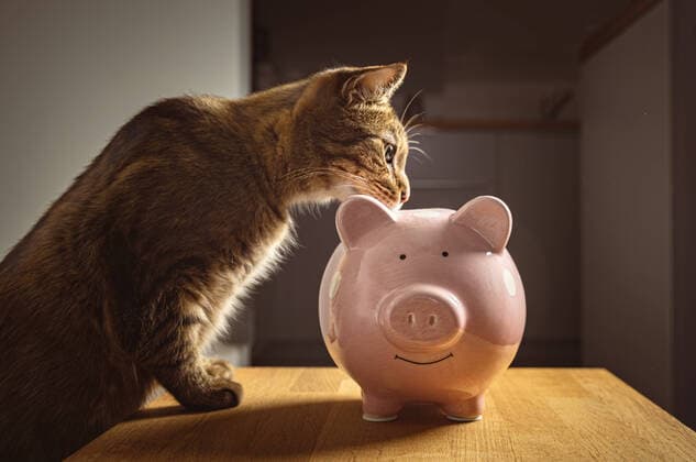 04 September 2021: cute cat looking into piggy bank, symbolic image for cost, vet, bill and donation *** süße Katze schaut in ein Sparschwein, symbolbild für Kosten, Tierarzt, Rechnung und Spende