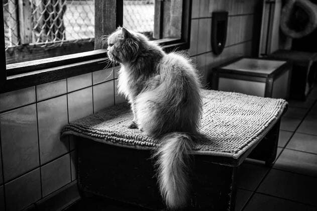  Abandoned cats in shelter, 13.10.2020, Copyright: xEsebenex Panthermedia27324263