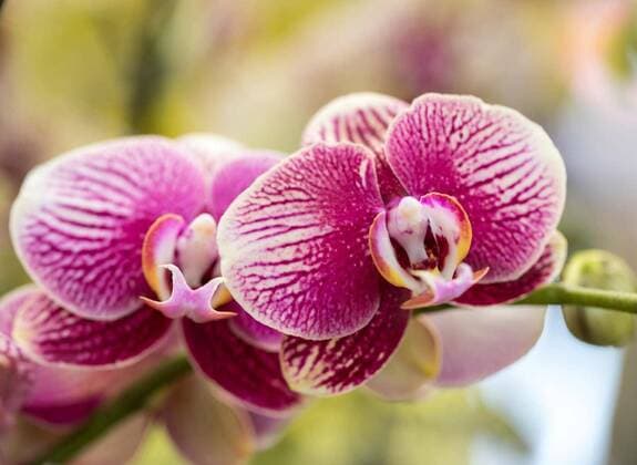  Close up of beauty colorful orchid flower, 13.10.2020, Copyright: xwjarekx Panthermedia27414442