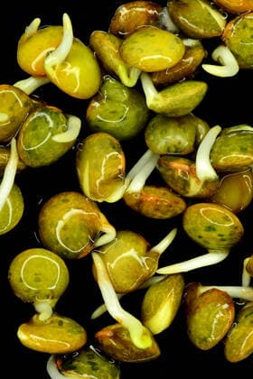 IMAGO Nature: Unsere Erde, Klimawandel, Ernährung, Pflanzen der Zukunft, Linse Linsensprossen, Makroaufnahme *** lentil sprouts, macro shot 1093511801