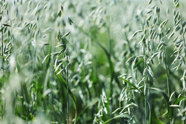 IMAGO Nature: Unsere Erde, Klimawandel, Ernährung, Pflanzen der Zukunft, Hafer spikelets of oats macro close up Copyright: xx 6479832