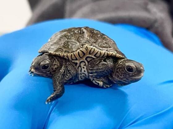 Bilder des Jahres 2021, News 10 Oktober News Themen der Woche KW41 A rare two-headed terrapin turtle is alive and kicking - with all six of its legs - after hatching two weeks ago at a Massachusetts wildlife centre. The hatchling - a diamondback terrapin born from a nest in West Barnstable - has two heads and six legs, making the reptile, whose species is already threatened, that much rarer. After hatching, turtles in these so-called head start nests are sent to different care centres to be monitored before their release in the spring. The baby turtle has two independent gastrointestinal systems, and each head works independently to breathe and eat. The turtle also has two spines that fuse together at one point, and each side of the turtle has control of three of the legs. Now under the care of Copyright: xx 50764255 EDITORIAL USE ONLY. NOT FOR USE BY NEWSPAPERS BASED IN THE UK.