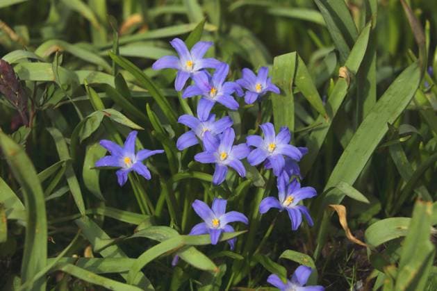 Dunkle Sternhyazinthe (Chionodoxa sardensis, Scilla sardensis), bluehend lesser glory-of-the-snow (Chionodoxa sardensis, Scilla sardensis), blooming BLWS654386 *** Dark star hyacinth Chionodoxa sardensis, Scilla sardensis , blossoming lesser glory of the snow Chionodoxa sardensis, Scilla sardensis , blooming BLWS654386 Copyright: xblickwinkel M.xWoikex