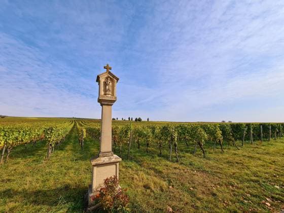 Nordheim Franken Themenfoto: Herbst, Wein, Weinberg, Obst, 14.10.2021 Die herbstlichen Weinberge rund um Nordhofen am Main Bayern, Themenfoto: Herbst, Wein, Weinberg, Obst - *** Nordheim Franconia theme photo autumn, wine, vineyard, fruit, 14 10 2021 The autumnal vineyards around Nordhofen am Main Bavaria, theme photo autumn, wine, vineyard, fruit Copyright: xAugstx xEibner-Pressefotox EP_jat