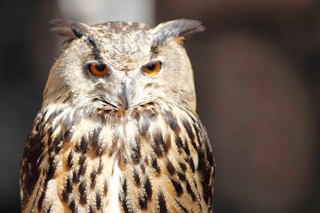Long-eared owl, close-up portrait Copyright: xx 9212234