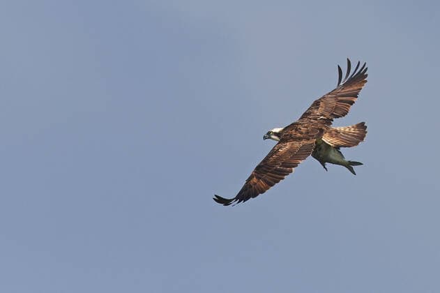Fischadler, Fisch-Adler (Pandion haliaetus), fliegt mit Fisch in den Faengen, Niederlande, Friesland, Ijsselmeer osprey, fish hawk (Pandion haliaetus), in flight with a fish in its claws, Netherlands, Frisia, Ijsselmeer BLWS654361 *** Osprey, fish hawk Pandion haliaetus , in flight with a fish in its claws, Netherlands, Frisia, Ijsselmeer BLWS654361 Copyright: xblickwinkel M.xWoikex