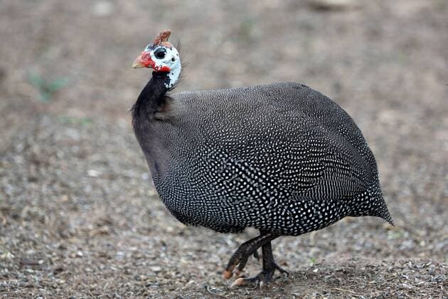Helmeted Guinea Fowl with white spots running across the open ground Copyright: xx 10069580
