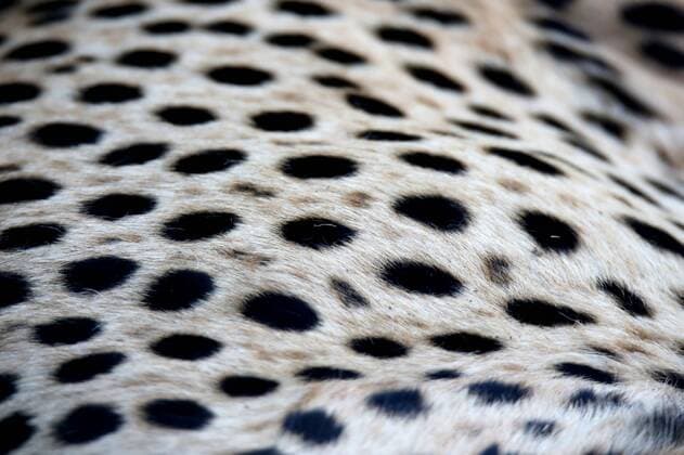 Black spotted fur of the Cheetah wild cat Copyright: xx 11561176