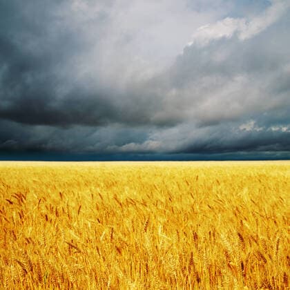 IMAGO Creative: Ende des Sommers dark clouds over field with barley. rain before Copyright: xMazurykxMykolax 12441252