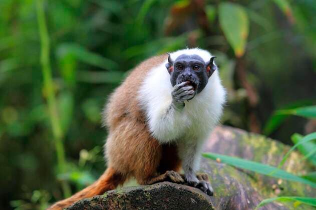 Unsere Erde: Natur, Tiere, Artenschutz, Seltene Tierarten Elster-Tamarin (Saguinus bicolor) *** Magpie Tamarin Saguinus bicolor Copyright: imageBROKER/W.xLayer ibllay05256259.jpg
