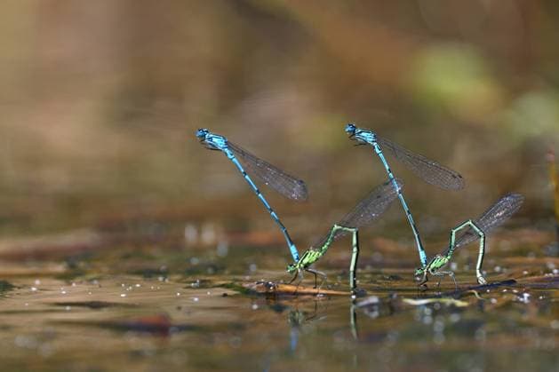 Hufeisen-Azurjungfer, Hufeisenazurjungfer (Coenagrion puella), Zwei Paare bei der Eiablage, Niederlande, Friesland, Oldeberkoop Common coenagrion, Azure damselfly (Coenagrion puella), Two couples deposit eggs in shallow water, Netherlands, Frisia, Oldeberkoop BLWS654572 *** Hufeisen Azure damselfly Coenagrion puella , Two couples depositing eggs in shallow water, Netherlands, Frisia, Oldeberkoop Common coenagrion, Azure damselfly Coenagrion puella , Two couples depositing eggs in shallow water, Netherlands, Frisia, Oldeberkoop BLWS654572 Copyright: xblickwinkel M.xWoikex