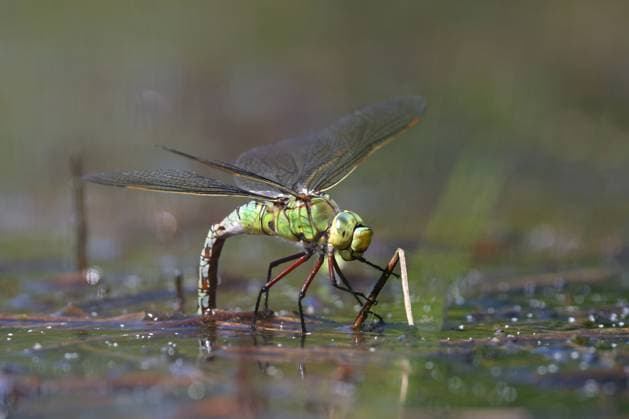 Grosse Koenigslibelle (Anax imperator), Weibchen bei der Eiablage im Flachwasser, Niederlande, Friesland, Oldeberkoop emperor dragonfly (Anax imperator), female laying eggs in shallow water, Netherlands, Frisia, Oldeberkoop BLWS654555 *** Large Koenigslibelle Anax imperator , female laying eggs in shallow water, Netherlands, Frisia, Oldeberkoop emperor dragonfly Anax imperator , female laying eggs in shallow water, Netherlands, Frisia, Oldeberkoop BLWS654555 Copyright: xblickwinkel M.xWoikex