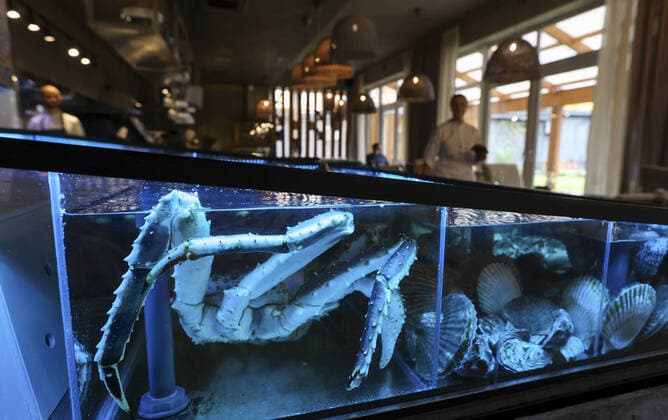 MOSCOW REGION, RUSSIA - OCTOBER 16, 2021: A crab kept in a tank at the Biologie gastro bistro in the village of Ilyinskoye, Krasnogorsk Municipality, west of Moscow. On October 14, it was awarded a Michelin star. Vladimir Gerdo TASS  TS11460A