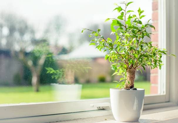 Small tree in a window Copyright: xKasperxNymannx 16753414