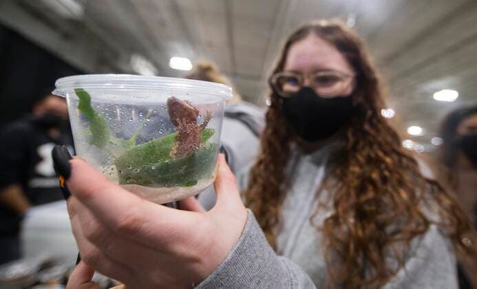 (211017) -- MISSISSAUGA (CANADA), Oct. 17, 2021 -- A woman looks at a gecko during the 2021 Toronto Reptile Expo at the International Center in Mississauga, the Greater Toronto Area, Canada, on Oct. 17, 2021. Kicking off on Sunday, this event provided an opportunity to view species of reptilian specialty pets from across Canada. (Photo by Xinhua) CANADA-MISSISSAUGA-REPTILE EXPO ZouxZheng 