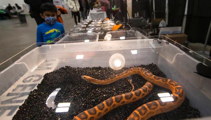 (211017) -- MISSISSAUGA (CANADA), Oct. 17, 2021 -- A boy looks at a corn snake during the 2021 Toronto Reptile Expo at the International Center in Mississauga, the Greater Toronto Area, Canada, on Oct. 17, 2021. Kicking off on Sunday, this event provided an opportunity to view species of reptilian specialty pets from across Canada. (Photo by Xinhua) CANADA-MISSISSAUGA-REPTILE EXPO ZouxZheng 