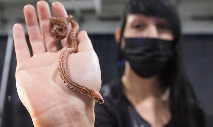 (211017) -- MISSISSAUGA (CANADA), Oct. 17, 2021 -- A woman shows a 4-month old corn snake during the 2021 Toronto Reptile Expo at the International Center in Mississauga, the Greater Toronto Area, Canada, on Oct. 17, 2021. Kicking off on Sunday, this event provided an opportunity to view species of reptilian specialty pets from across Canada. (Photo by Xinhua) CANADA-MISSISSAUGA-REPTILE EXPO ZouxZheng 