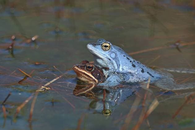 Moorfrosch, Moor-Frosch (Rana arvalis), Paarung im Moorgewaesser mit Spiegelbild, Niederlande, Friesland moor frog (Rana arvalis), mating in moor pond with mirror image, Netherlands, Frisia BLWS654629 *** Moor frog Rana arvalis , mating in moor pond with mirror image, Netherlands, Friesland moor frog Rana arvalis , mating in moor pond with mirror image, Netherlands, Frisia BLWS654629 Copyright: xblickwinkel M.xWoikex