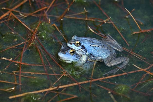 Moorfrosch, Moor-Frosch (Rana arvalis), Blaues Maennchen klammert anderes Maennchen statt Weibchen, Niederlande, Friesland moor frog (Rana arvalis), Blue male clasping another male instead of a female in a moor pond, Netherlands, Frisia BLWS654630 *** Moor frog Rana arvalis , Blue male clasping another male instead of a female in a moor pond, Netherlands, Frisia BLWS654630 Copyright: xblickwinkel M.xWoikex