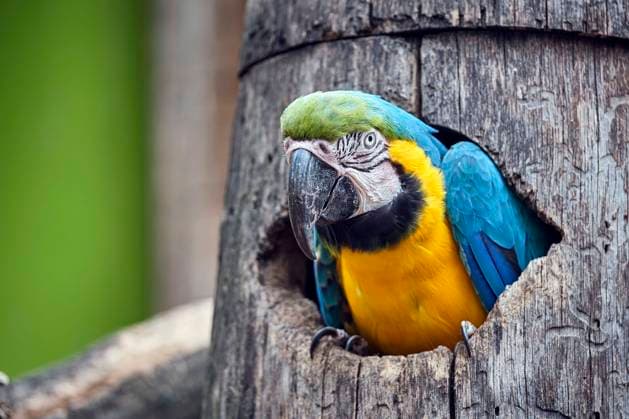 Gelbbrustara ( Ara ararauna ). Gelbbrustara ( Ara ararauna ) im Tierpark Köthen. 20210915MIC0444 *** Yellow-breasted Macaw ararauna Yellow-breasted Macaw ararauna in Köthen Zoo 20210915MIC0444