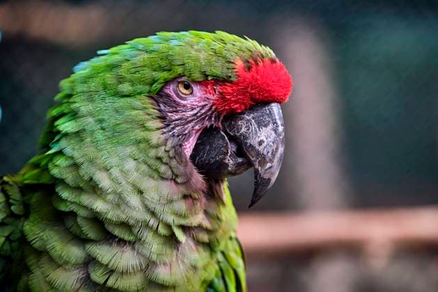 Kleiner Soldatenara ( Ara militaris ). Kleiner Soldatenara ( Ara militaris ) im Tierpark Köthen. 20210915MIC0492 *** Small soldier macaw Ara militaris Small soldier macaw Ara militaris in Köthen Zoo 20210915MIC0492