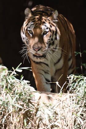An Amur tiger is senn at Tama Zoological Park in Hino, Tokyo, Japan, October 8, 2021.  (172237487)