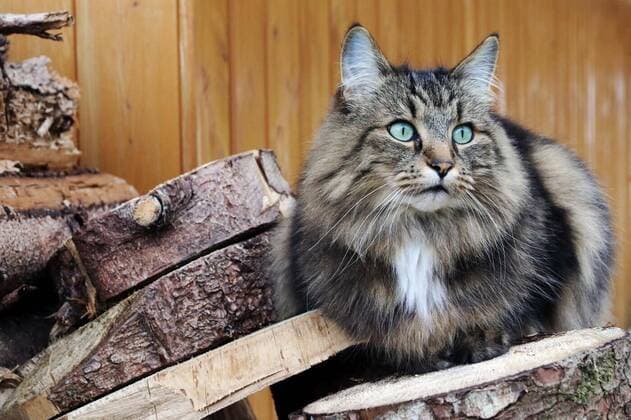  A pretty Norwegian Forest Cat with turquoise eyes on a stack of wood, 13.10.2020, Copyright: xAstrid08x Panthermedia27443535