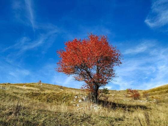  Lone tree with red leaves on an empty grass field on a beautiful autumn fall clear blue sky day in nature while walking in outdoors mountain region, 13.10.2020, Copyright: xEmirAndLeylax Panthermedia27452506