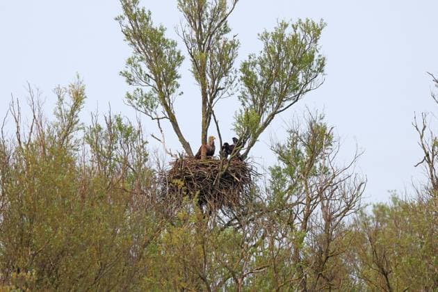 Seeadler, See-Adler (Haliaeetus albicilla), Altvogel und fast fluegger Jungvogel am Horst, Niederlande, Friesland, Koudum white-tailed sea eagle (Haliaeetus albicilla), adult and nearly fully-fledged juvenile at the nest, Netherlands, Frisia, Koudum BLWS654677 *** White tailed sea eagle Haliaeetus albicilla , adult and nearly fully fledged juvenile at the nest, Netherlands, Frisia, Koudum BLWS654677 Copyright: xblickwinkel M.xWoikex