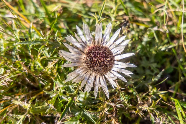 Silberdistel (Carlina acaulis). Die Distel ist ein Wahrzeichen der Alb. Landschaft am Lochenstein bei Balingen-Weilstetten auf der Schwäbischen Alb. DEU, Deutschland, Baden-Württemberg, Balingen. *** Silver thistle Carlina acaulis The thistle is a landmark of the Alb landscape at the Lochenstein near Balingen Weilstetten on the Swabian Alb DEU, Germany, Baden Württemberg, Balingen