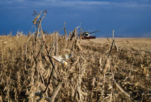 IMAGO Nature: Unsere Erde, Klimawandel, ErnÃ¤hrung, Pflanzen der Zukunft, Soja PRIMORYE TERRITORY, RUSSIA â€“ OCTOBER 20, 2021: A soybean field of the Primagro agricultural enterprise, subsidiary of the Rusagro Group of Companies. Yuri Smityuk TASS  TS114EA0