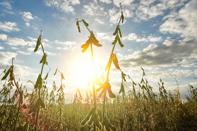 IMAGO Nature: Unsere Erde, Klimawandel, ErnÃ¤hrung, Pflanzen der Zukunft, Soja PRIMORYE TERRITORY, RUSSIA â€“ OCTOBER 20, 2021: A soybean field of the Primagro agricultural enterprise, subsidiary of the Rusagro Group of Companies. Yuri Smityuk TASS  TS114EAA