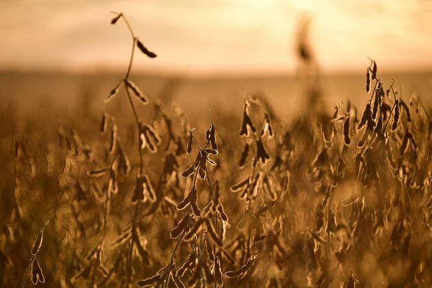 IMAGO Nature: Unsere Erde, Klimawandel, ErnÃ¤hrung, Pflanzen der Zukunft, Soja PRIMORYE TERRITORY, RUSSIA â€“ OCTOBER 20, 2021: A soybean field of the Primagro agricultural enterprise, subsidiary of the Rusagro Group of Companies. Yuri Smityuk TASS  TS114ECF