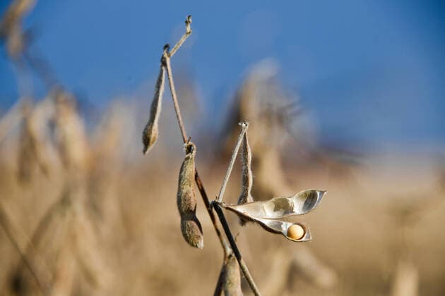 IMAGO Nature: Unsere Erde, Klimawandel, ErnÃ¤hrung, Pflanzen der Zukunft, Soja PRIMORYE TERRITORY, RUSSIA â€“ OCTOBER 20, 2021: A soybean field of the Primagro agricultural enterprise, subsidiary of the Rusagro Group of Companies. Yuri Smityuk TASS  TS114ECB