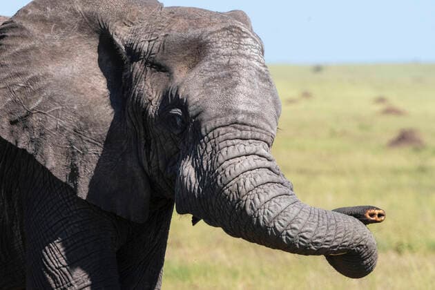 An African elephant, Loxodonta africana, without tusk. Seronera, Serengeti National Park, Tanzania Seronera, Serengeti National Park. Tanzania Copyright: xSergioxPitamitzx SSH-RM-TZ1902130166
