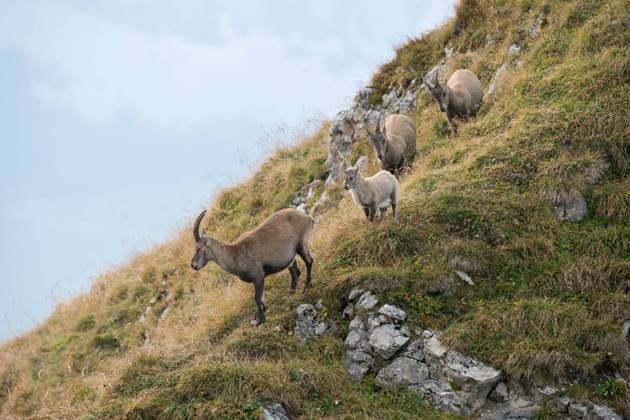 gut behütet... Alpensteinböcke ( Capra ibex ), drei weibliche Steinböcke ziehen mit einem Kitz gemeinsam über einen Berggrat hinab ins Tal, kleine Gruppe Steinwild in den Schweizer Alpen *** Alpine ibex ( Capra ibex ), little group with females and goatlings, fawns moving down towards the valley, widlife, Europe. Berner Oberland Schweiz, Europa