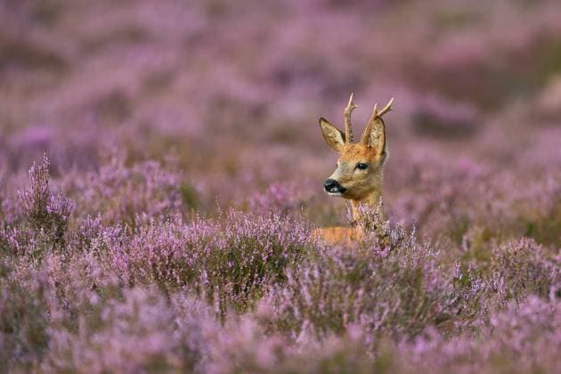 Heidebock... Reh ( Capreolus capreolus ), Rehbock in violett blühender Heide, Heideblüte im Spätsommer *** Male Roe Deer ( Capreolus capreolus ), buck, looks out of violett blooming heather, wildlife, Europe. Deutschland, Westeuropa