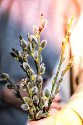 Female hand hold Willow branch on the background of trees and various branches. Brunch of the blossoming pussywillow on early spring Female hand hold Willow branch on the background of trees and various branches. Brunch of the blossoming pussywillow on early spring. Pussy willow branches Copyright: xx 38515480