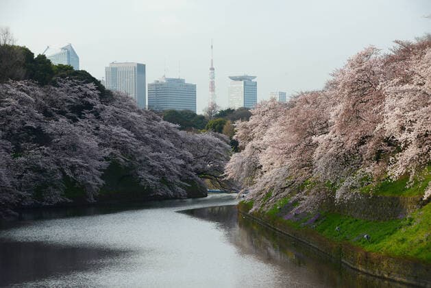 IMAGO Creative: Stadt-Dichotomien cherry blossom at chidorigafuchi tokyo Copyright: xx 38674992