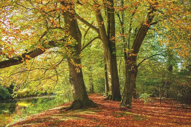 Rotbuche, Rot-Buche, Buche (Fagus sylvatica), Laubteppich unter Rotbuchen im Herbst, Deutschland, Niedersachsen common beech (Fagus sylvatica), Fallen beech leaves in autumn, Germany, Lower Saxony BLWS654932 *** Red beech, Red beech, Beech Fagus sylvatica , Foliage carpet under red beech in autumn, Germany, Lower Saxony common beech Fagus sylvatica , Fallen beech leaves in autumn, Germany, Lower Saxony BLWS654932 Copyright: xblickwinkel McPHOTO H.xKraussx
