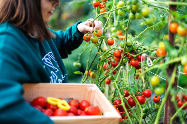Woman Harvests tomatoes From Her Garden Texas City, Texas, United States CR_INCH211018-847054-01 ,model released, Symbolfoto