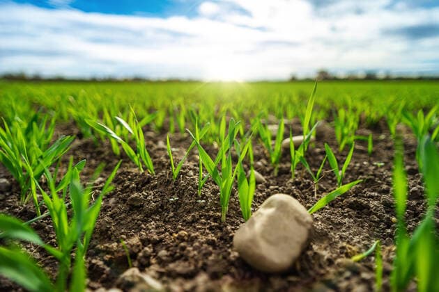 IMAGO Creative: Landleben, Mit Nachhaltigkeit grün auf dem Land leben Langweid, Bavaria, Germany - 02 November 2020: the sowing of cereals and cereal crops growing on an agricultural field soil, sustainable cultivation of cereals, plants and grass, spring sunshine *** die Aussaat von Getreide und Getreidekulturen wächst auf einem Landwirtschaftlichen Acker Boden, Nachhaltiger Anbau Von Getreide, Pflanzen und Gras, Frühling Sonnenschein